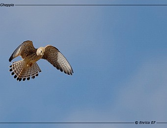 Animali 152